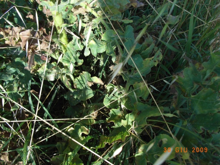 Opopanax chironium / Opopanide comune